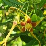 Strophanthus speciosus Flower