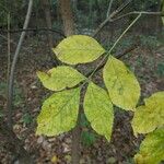 Fraxinus pennsylvanica Hoja