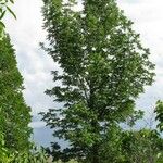 Fraxinus nigra Feuille