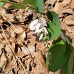 Indigofera decora Flor