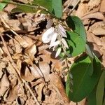 Indigofera incarnataFleur