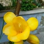 Freesia corymbosa Flower