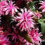 Monarda didyma عادت داشتن