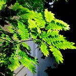 Plectrocarpa arborea Leaf