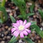 Delosperma mahonii 花