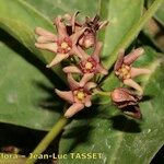 Vincetoxicum funebre Flower