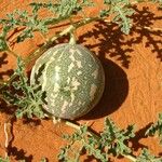 Citrullus colocynthis Fruto