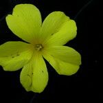 Reinwardtia indica Цветок