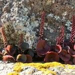 Umbilicus rupestrisFlower