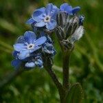 Myosotis corsicana Blüte