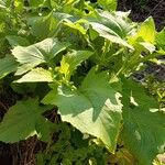 Smallanthus connatus Leaf