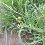 Senecio glaucus Habit