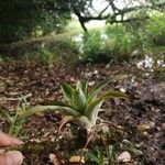 Catopsis nutans Fulla