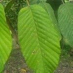 Dipterocarpus confertus Leaf