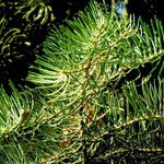 Abies concolor Fuelha