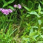 Phlox pilosa Květ