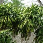 Dracaena fragrans List