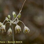 Allium oporinanthum 其他