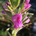 Linaria arvensis Flor