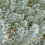 Euphorbia corsica Hostoa
