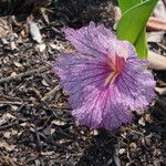 Siphonochilus puncticulatus Flor