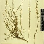 Phyllanthus clarkei Other