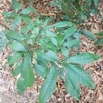 Psychotria carthagenensis Blad