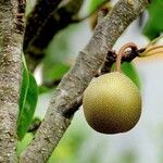 Pyrus pyrifolia Fruit