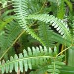Gleichenella pectinata Hoja