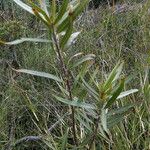 Gomphocarpus fruticosus Leaf