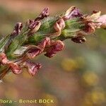 Hedysarum candidum Diğer
