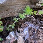 Galium minutulum Hábito