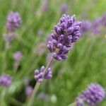 Lavandula angustifolia Virág