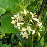 Solanum torvum Elinympäristö