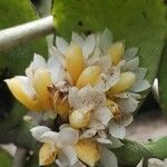 Calyptrochilum emarginatum Λουλούδι