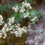 Galium aetnicum Flower