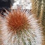 Cleistocactus hyalacanthus Liść