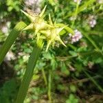 Carex grayi Leaf