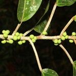 Ficus citrifolia 葉