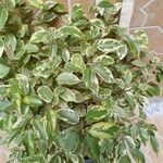 Ficus benjamina पत्ता