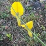 Crotalaria laburnifolia Lorea