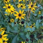 Rudbeckia trilobaFlower