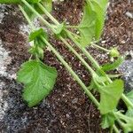 Geum laciniatum Feuille