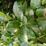Bourreria costaricensis Likasa