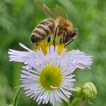 Erigeron annuus പുഷ്പം