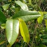 Annona glabra Leaf