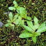 Epilobium tetragonum Leaf