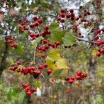 Crataegus phaenopyrum Frutto