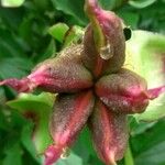 Paeonia officinalis Gyümölcs