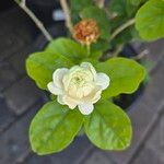 Jasminum sambac Flower